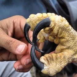 Ever wondered how big an Eagles talon is? Well now you know.