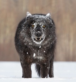 beautiful-wildlife:  Black Timber Wolf Head On by Chris Montano