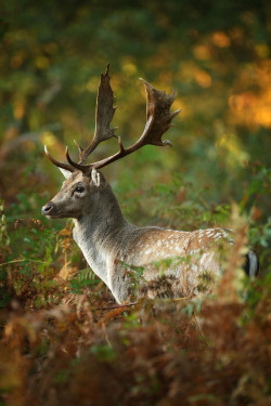 english-idylls:  Deer at Dunham Massey Hall, Greater Manchester,