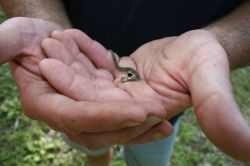 bigmammallama5:awwww-cute:  A tiny snake  ᶠᵉᵃʳ ᵐᵉ