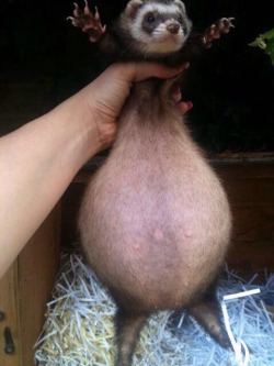 lolfactory:  This pregnant ferret looks like a ballsack funny