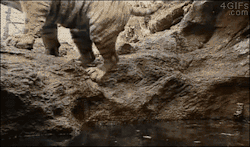 4gifs:  Motion-activated camera captures a tiger relaxing. Then