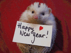 lokithehedgehog:  Loki & I wish you all a happy new year!