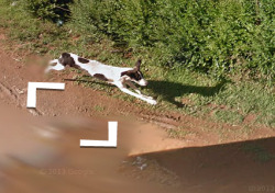 foxfamilyfeatures:  it seems like this dog chased the google