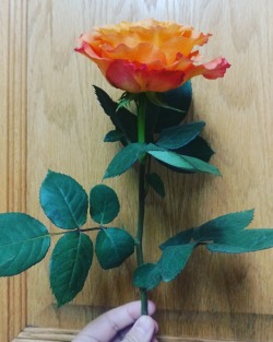 One of my roses before they all started wilting.