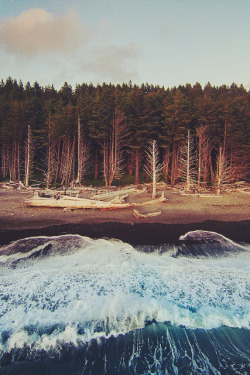 mstrkrftz:  Another angle of driftwood beach 