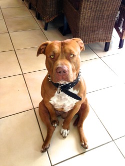 handsomedogs:  Our pit bull, Duke who is much sweeter than he
