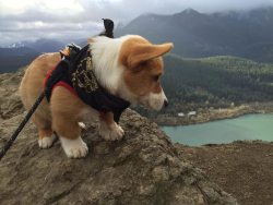 corgi-addict:Angus completed his first hike! / via