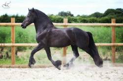 world-of-friesians:  Dieks who passed away 28 May, 2014 Rest