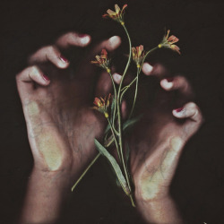 Delicate Hands by Erin Graboski 