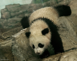 giantpandaphotos:  Bao Bao at the National Zoo in Washington