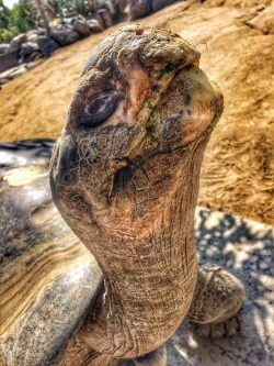 sdzoo:  The “finch response” is when Galapagos tortoises