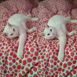 #whitecat #catstagram #whitecatsofinstagram #sleepy #lazycat