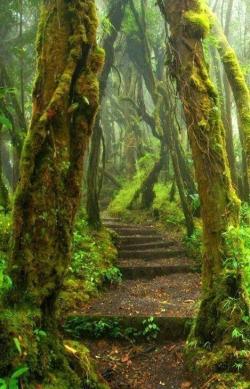 natgeotravel:  googleearthpics:  Forest Path, Costa Rica  Wander