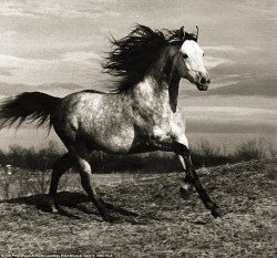 carangi:  Running Horse by Peter Hujar1985