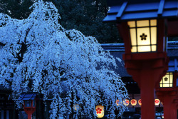 japan-mania:  Spring in Kyoto by Teruhide Tomori (◠‿◠)