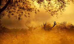 wapiti3:  enchanting by Mark Bridger on Flickr. Some red deer