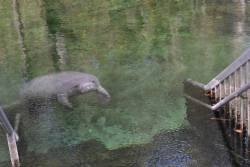 Breaking News Update: manatees are fucking ridiculous