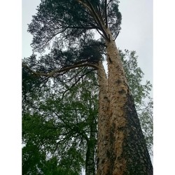 #PineTree 🌲  #Silvia park, #Gatchina, #Russia   #Сосна,