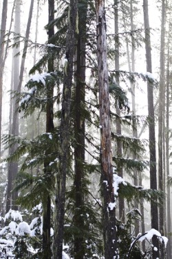 sublim-ature:  West Arm Forest, British ColumbiaRob Antill 