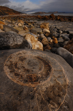 Giant Ammonite