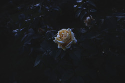 mazokhist:dying rose by vincere noel