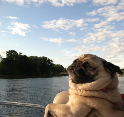 Aww he looks so happy on the boat with the wind blowing through