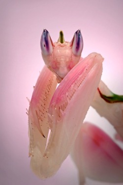 earth-song:  My Orchid mantis has gotten a bit pinker in the