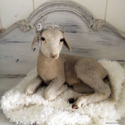 madamecuratrix:  A real taxidermy French lamb, special rare breed,