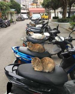 everythingfox: Motorcycle gang