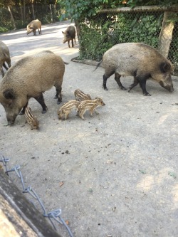 asparklethatisblue:  Went to see the boars again and they had