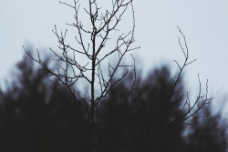 attaches:  “skeleton tree” by Jaimie Wylie Photography on