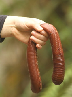 mattscienceclass:  The Giant Gippsland Earthworm averages 3