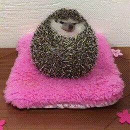 tastefullyoffensive:Oh no!  Go home, hedgie… you’re