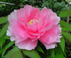 牡丹　 Peony 