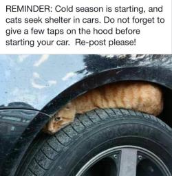 skyliting:  tenleid:  reminder: cold season is starting, keep