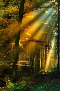 bluepueblo:   Golden Sun Rays, The Black Forest, Germany photo