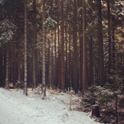 noirerora:  Nadelwald im Harz by noirerora 