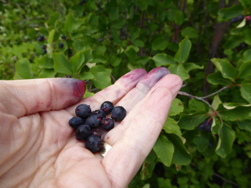 Sasktoon berries. Photo by Barbara Bickel