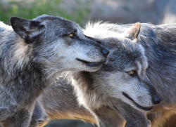 her-wolf:  Brothers by  Daggi Meyer