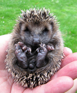 giraffe-in-a-tree:  The baby hedgehog orphan by Optical illusion