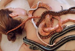 coltre:  Indonesian snake massage