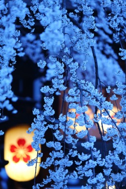 beifongkendo:  Cherry blossom viewing at night. 