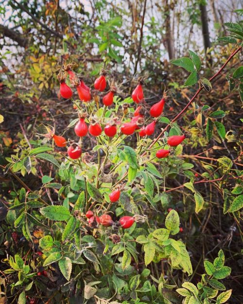 Red bulbs #wetlands  https://www.instagram.com/p/CYVyFVdLvXdIupn-JBIhkunHsRQGNM-4Pc83vg0/?utm_medium=tumblr