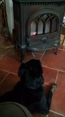 A doggo and a fire :3