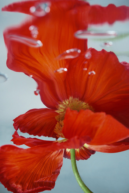 nevver:  Fake flowers, Sophie Delaporte 