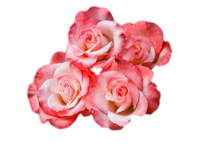 transparent-flowers:  Rose. (x). 