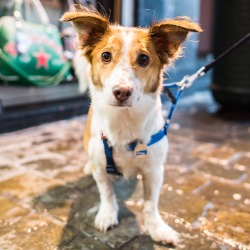 thedogist:  Mima, mix (6 y/o), Rue Grétry & Rue des Fripiers,