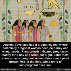 mindblowingfactz:Ancient Egyptians had a pregnancy test where