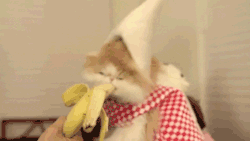  I CANT HANDLE THIS CAT EATING A BANANA 